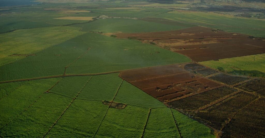 cash crops food prices